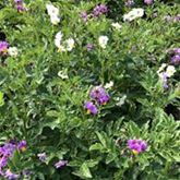 Topf-Kartoffel 'Adessa®'