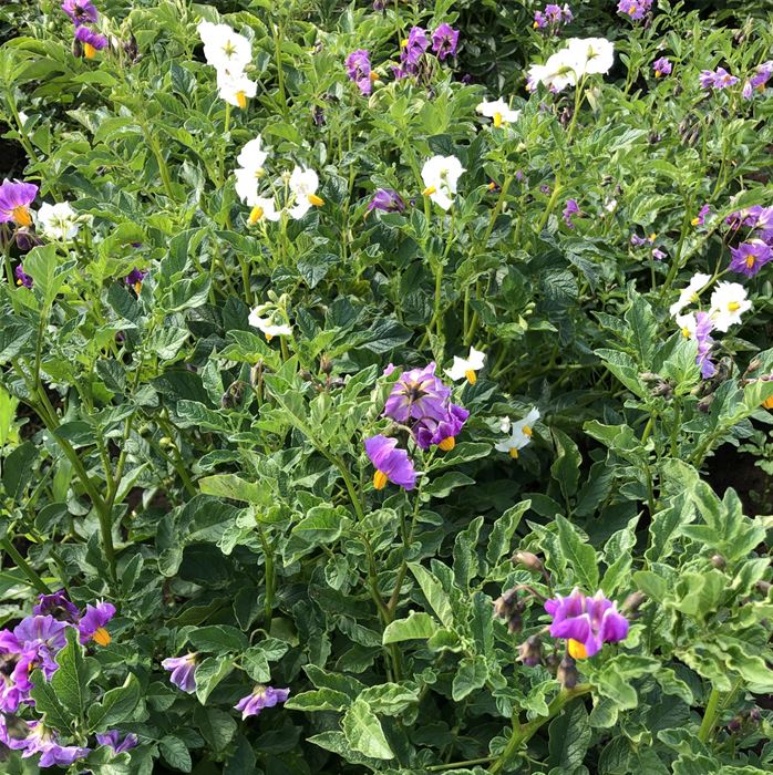 Topf-Kartoffel 'Adessa®'