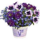 Trio-Collection 'Checkies® Caledonia Blue-Deep Blue-Purple'