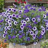 Trio-Collection 'Checkies® Caledonia Blue-Deep Blue-Purple'