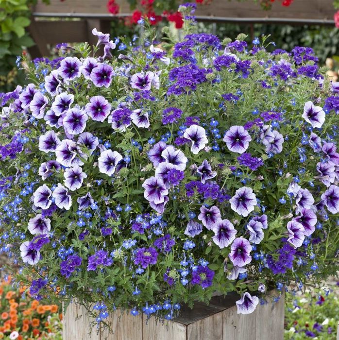 Trio-Collection 'Checkies® Caledonia Blue-Deep Blue-Purple'