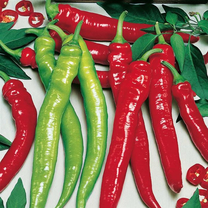 Türkischer Spiralpeperoni 'Lyric® Hot' F1 (Sumher)