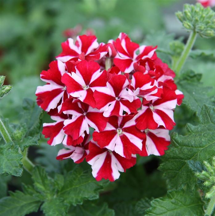 Verbene Samira® 'Deep Red Star'