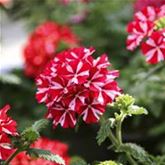 Verbene Samira® 'Deep Red Star'