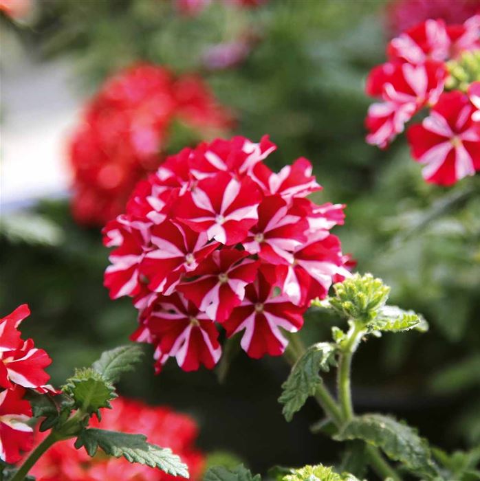 Verbene Samira® 'Deep Red Star'