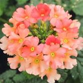 Verbene 'Samira® Peach'