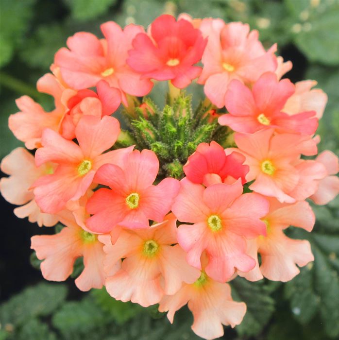 Verbene 'Samira® Peach'