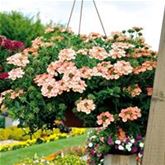 Verbene 'Samira® Peach'