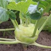 Kohlrabi 'Superschmelz'