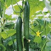 San Marzano Tomate 'Tuma Red®' F1, veredelt