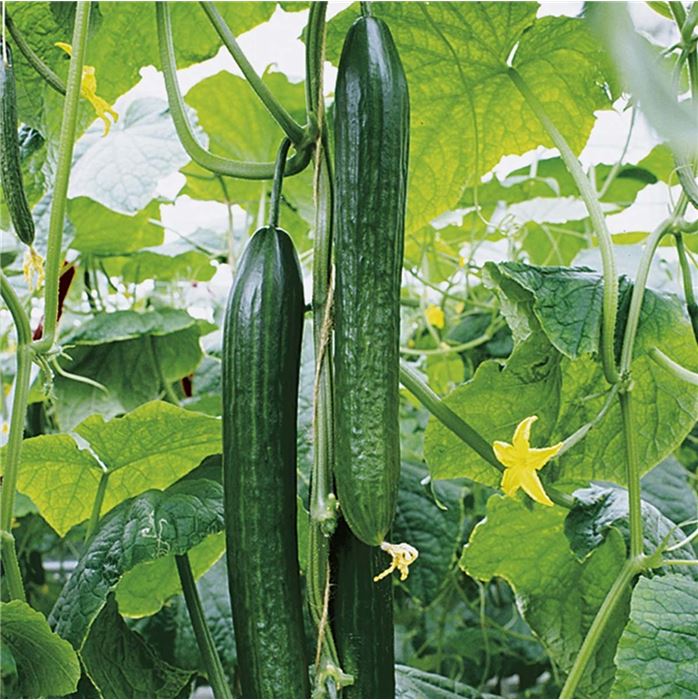 San Marzano Tomate 'Tuma Red®' F1, veredelt