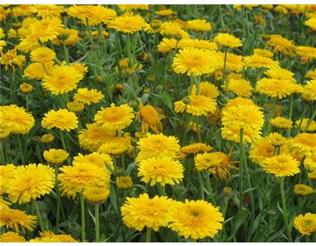 Aussaat: Pflanzen aussäen