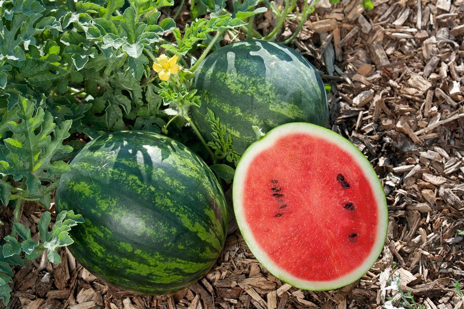 Mini-Wassermelonen pflanzen, pflegen und ernten