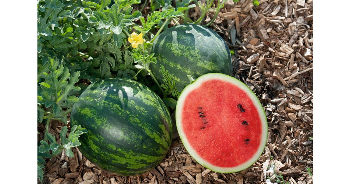 Mini-Wassermelonen pflanzen, pflegen und ernten