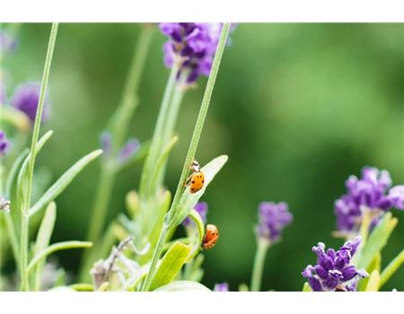 Blattläuse bekämpfen: Marienkäfer anlocken