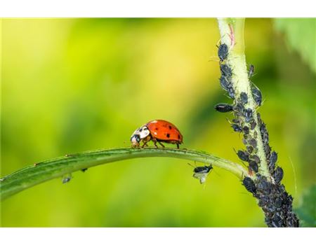 Blattlaus-Alarm! Sieben Tipps gegen Blattläuse