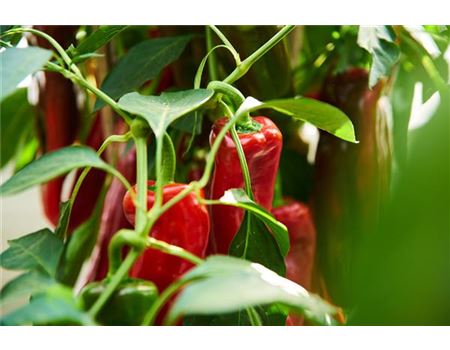 11 Fragen & Antworten zur Pflege von Paprika