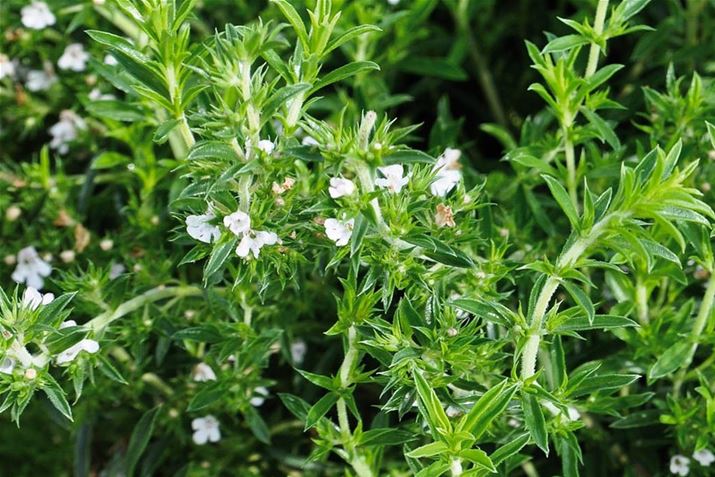 Omas Garten Staudenbohnenkraut.jpg