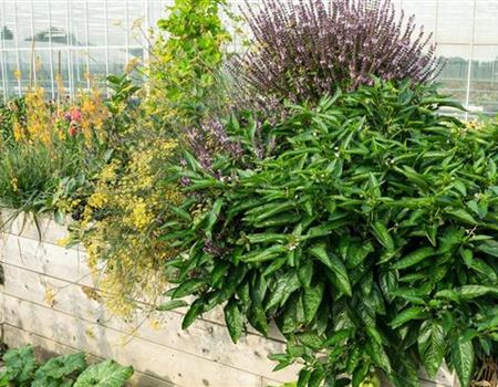 Auf gute Nachbarschaft – Pflanzen & ihre Beetpartner