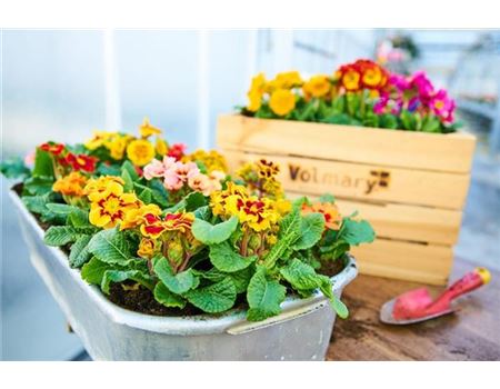 10 Tipps für die Gartenarbeit im März