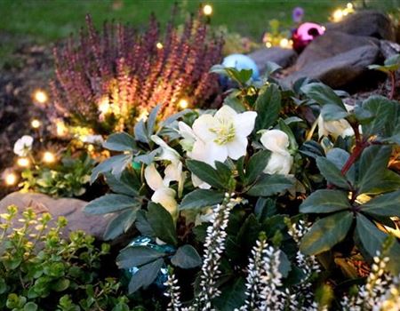 Blühendes Herbst- und Winterbeet
