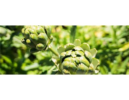 Artischocken pflanzen und pflegen