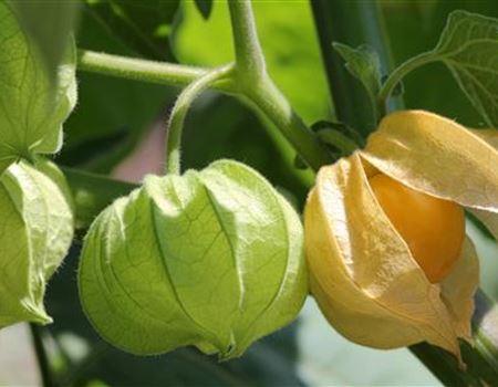 Andenbeeren pflanzen und pflegen