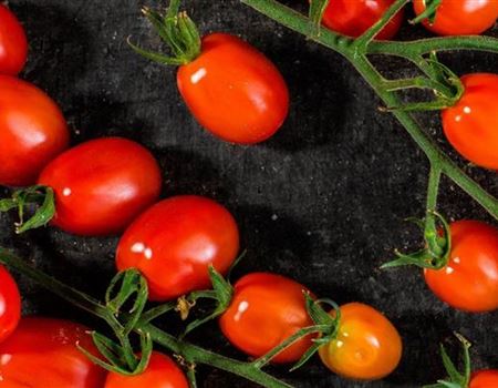 Blütenendfäule bei Tomaten vorbeugen