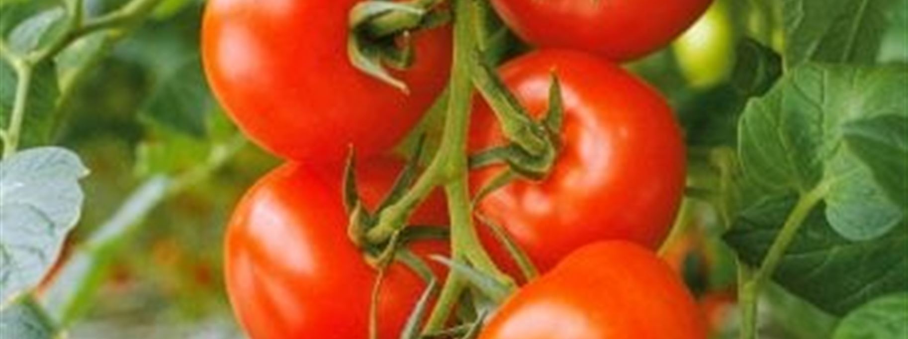 volmary-pflanzen-gemuese-tomaten-freiland-strauchtomate-philona-01-370x370.jpg