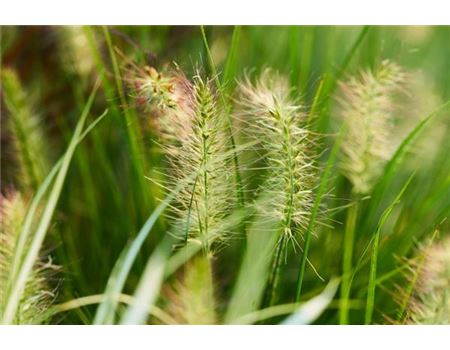 Das kleine Garten-Lexikon 