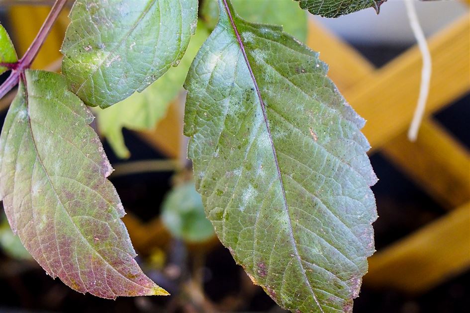 Mehltau vorbeugen  5 einfache Tipps