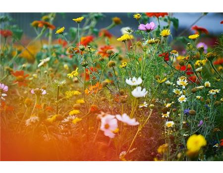 50 Gartenzitate zum Nachdenken und Schmunzeln