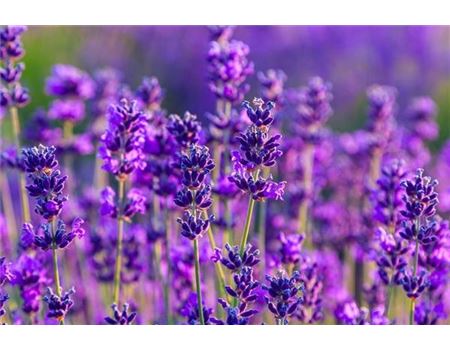 Das kleine Einmaleins der Staudenpflege