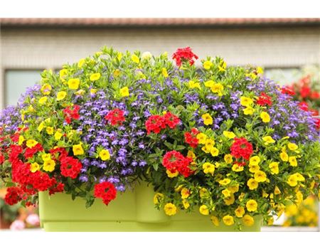 10 Ideen für den Balkonkasten