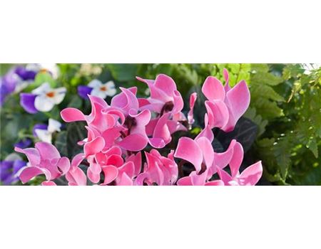 Alpenveilchen pflanzen und pflegen