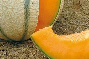 Zuckermelonen pflanzen und pflegen 