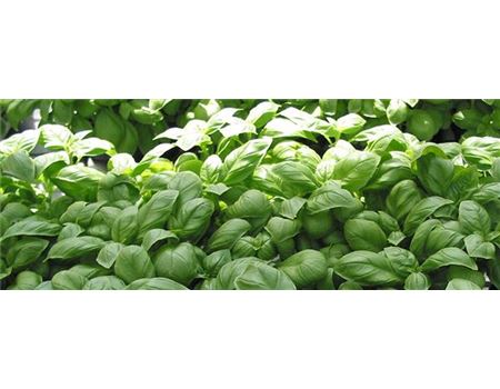 Basilikum pflanzen und pflegen