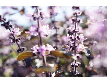 Basilikum und seine Blüten – Vier Gründe zum Freuen