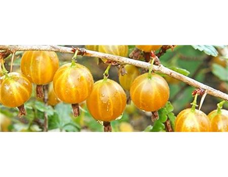 Beeren und Beerenobst