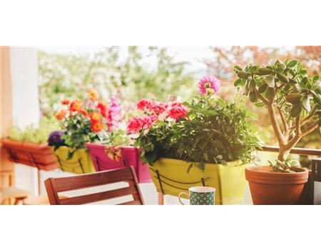 Beet- und Balkonpflanzen