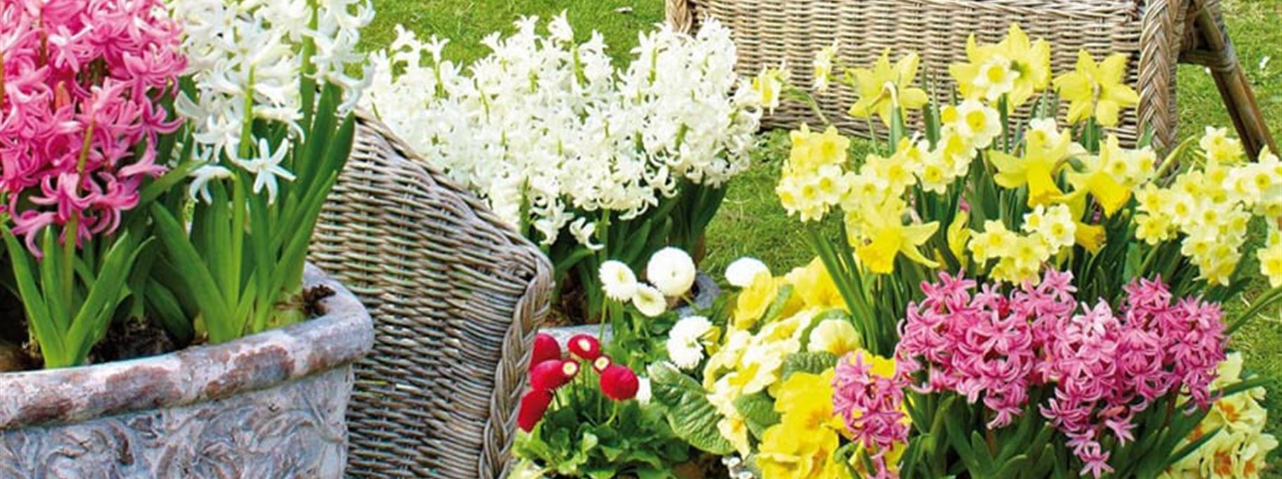 m_Fruehlingsblumen-Narzissen-Hyazinthen-Bellis.jpg