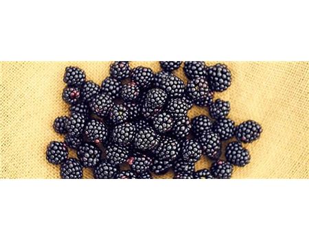 Brombeeren pflanzen und pflegen