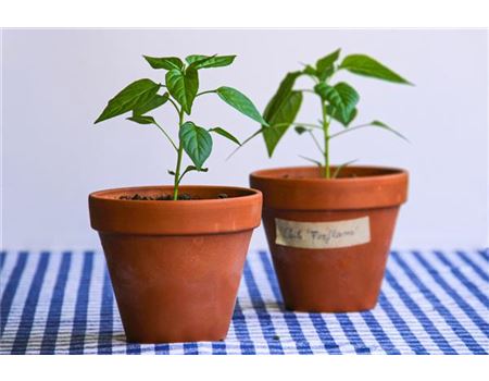 Chili-Aussaat: eine Schritt-für-Schritt-Anleitung