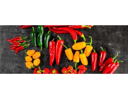 Chili pflanzen und pflegen