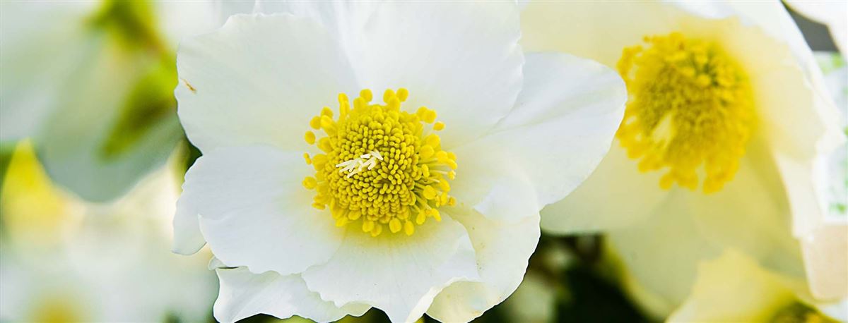 Christrosen pflanzen und pflegen