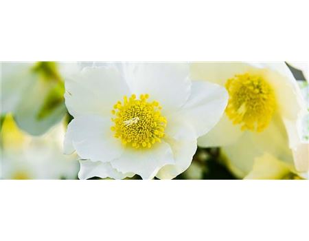 Christrosen pflanzen und pflegen