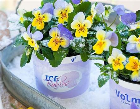 blumen-mini-winterveilchen-icebabies-pflanzen-volmary-01_1.jpg