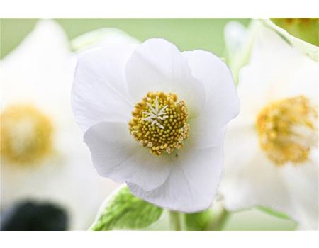 Christrosen pflanzen & pflegen – 8 Tipps