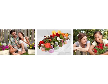 Balkonpflanzen pflanzen und pflegen