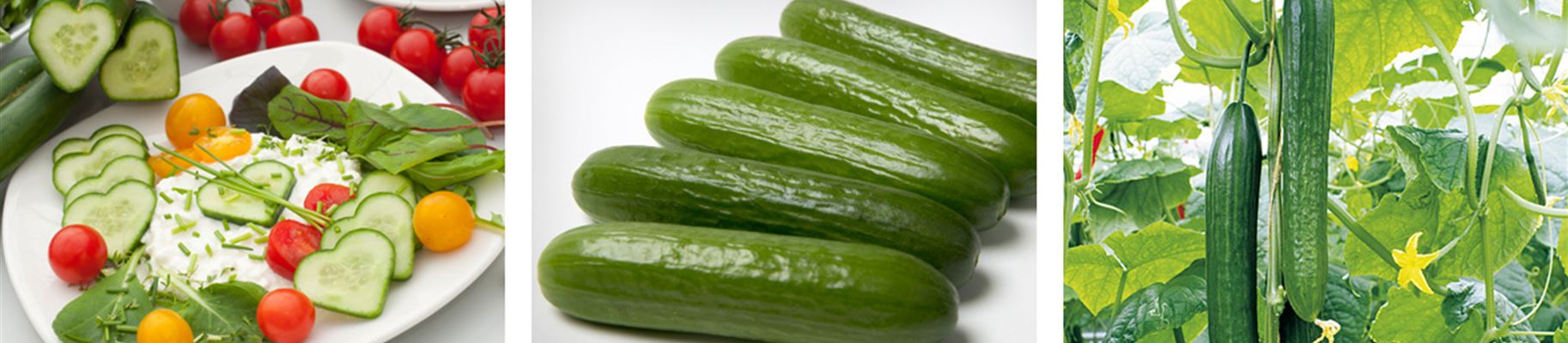 header_gurken.jpg